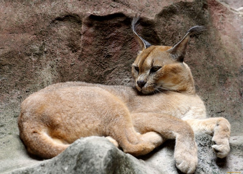 Дикая кошка каракал