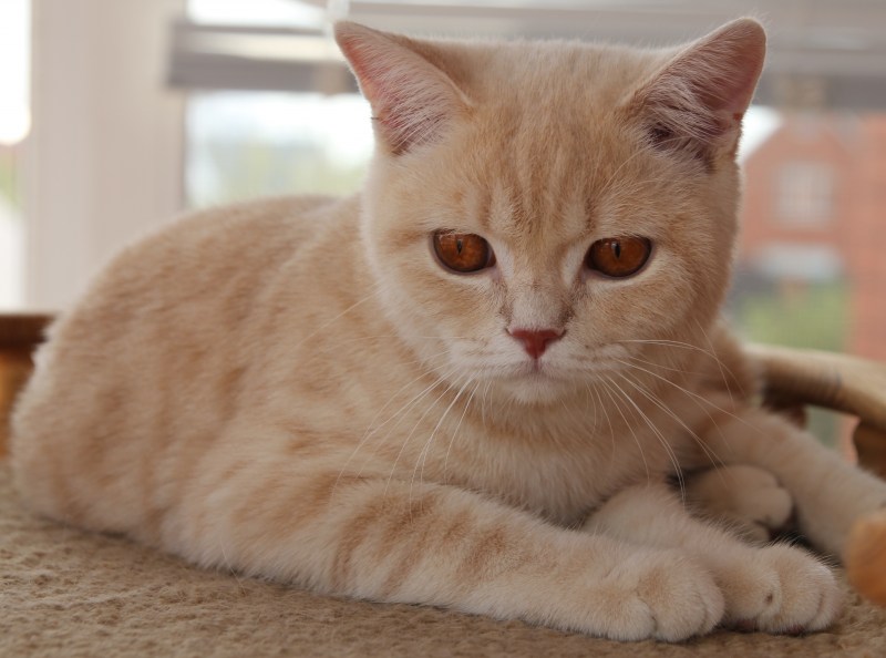 Lilac tabby British Shorthair