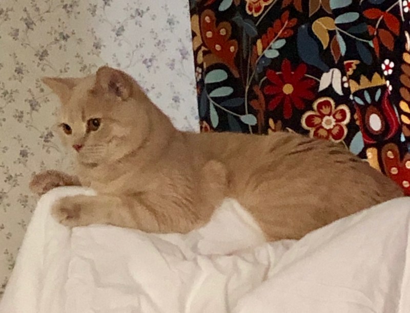 Шотландский вислоухий кот с высунутым языком