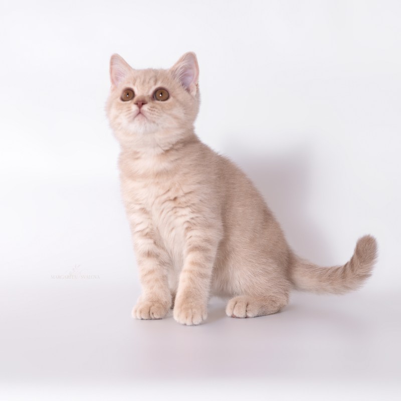 Кошка Бритиш Шортхэйр персик