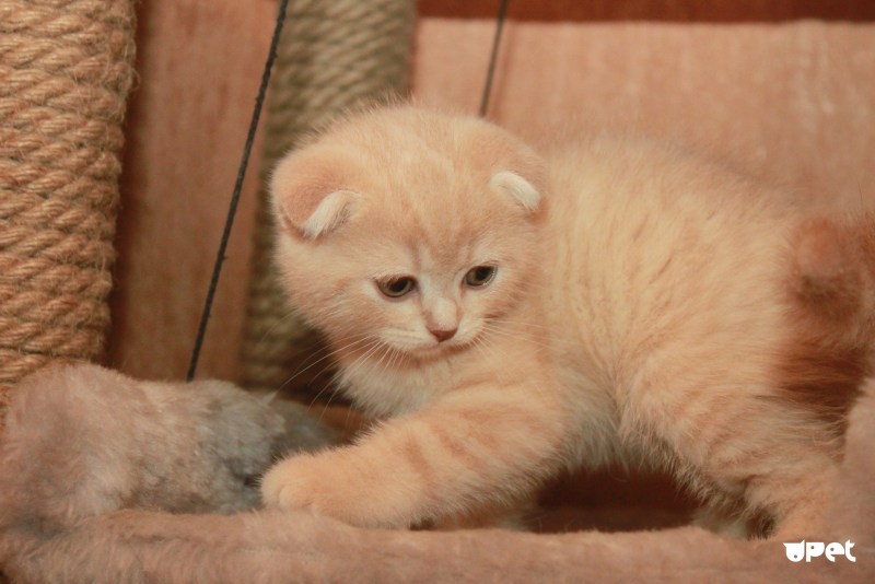 Котенок кремового цвета