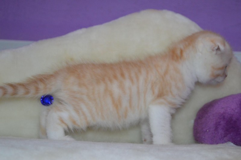 Британский короткошерстный кот рыжий