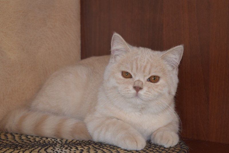 Шотландская короткошерстная скоттиш страйт