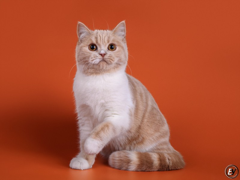 Кот британский гладкошерстный палевый