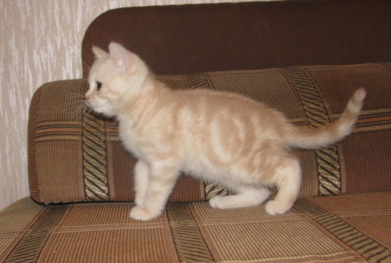 Райская кошка Ре поинт