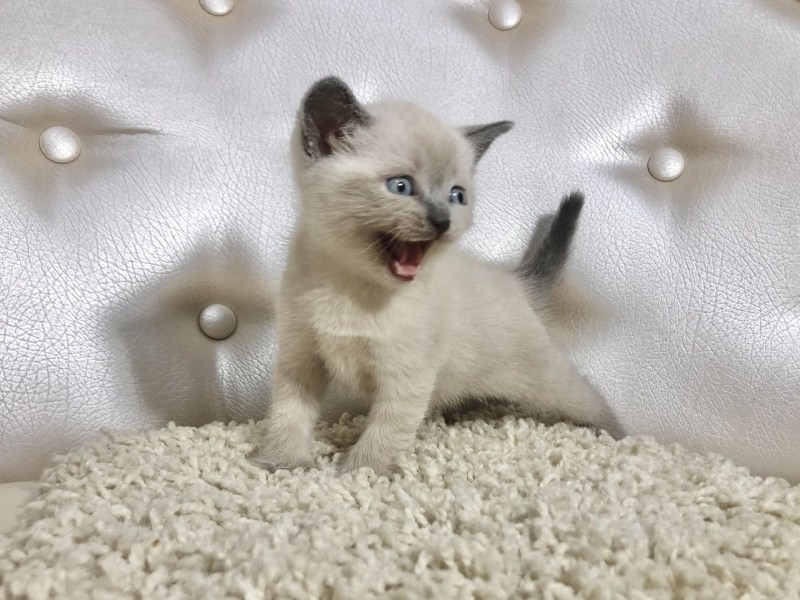 Шотландские котята Блю поинт
