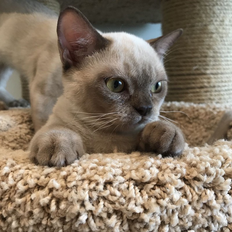 Бурманская кошка котята