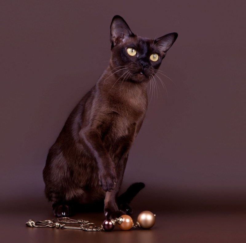 Кошка Бурма