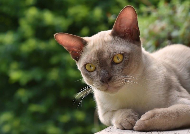 Бурманская кошка