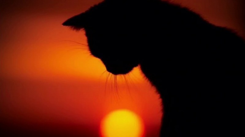 Кот на фоне заката
