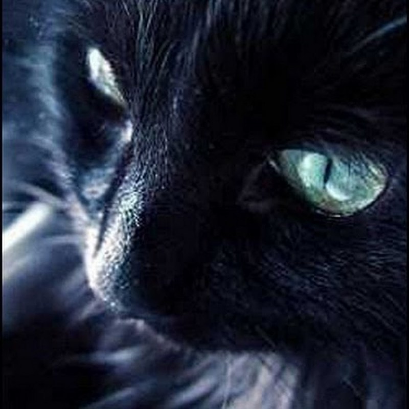 Черный котенок плачет