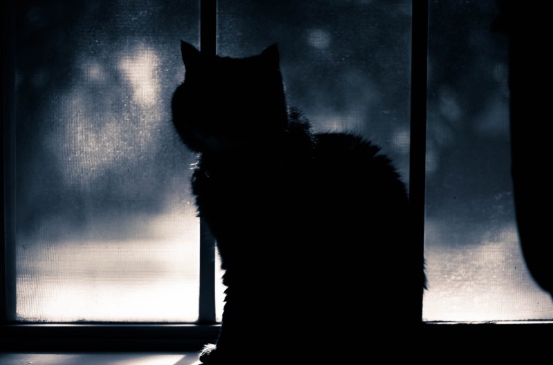 Одинокий кот