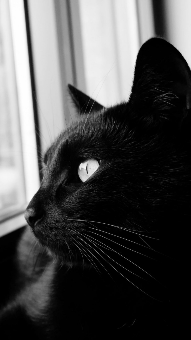 Морда черного кота