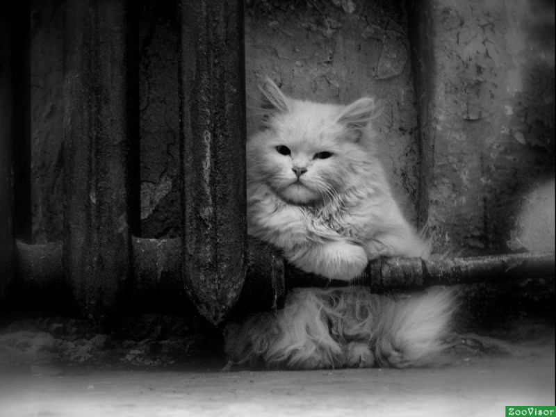 Грустный одинокий кот