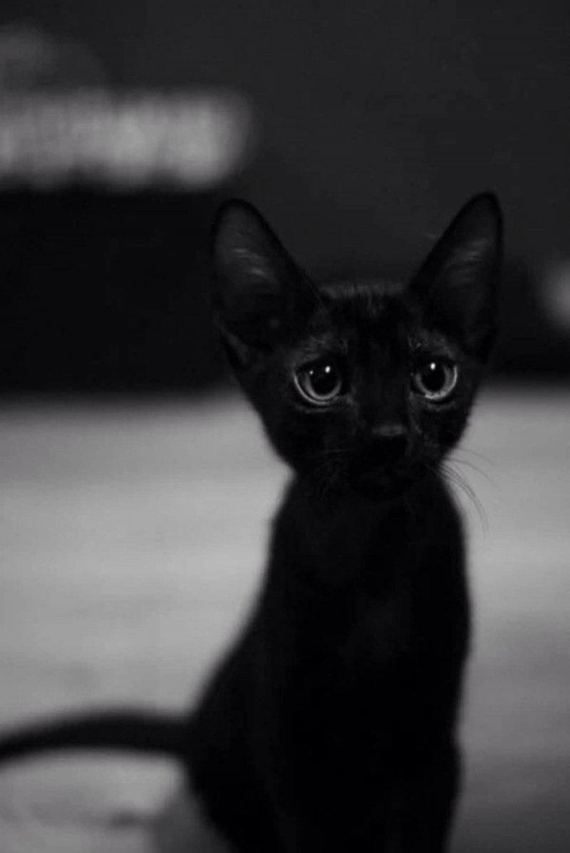 Черный котенок