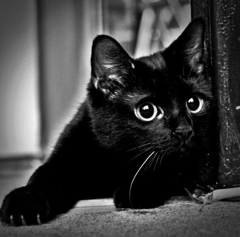 Чёрный котик