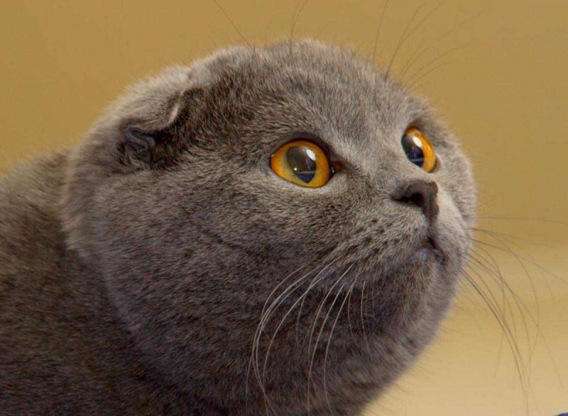 Скоттиш фолд тайская