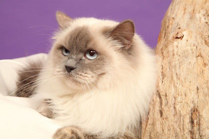 Невская маскарадная кот