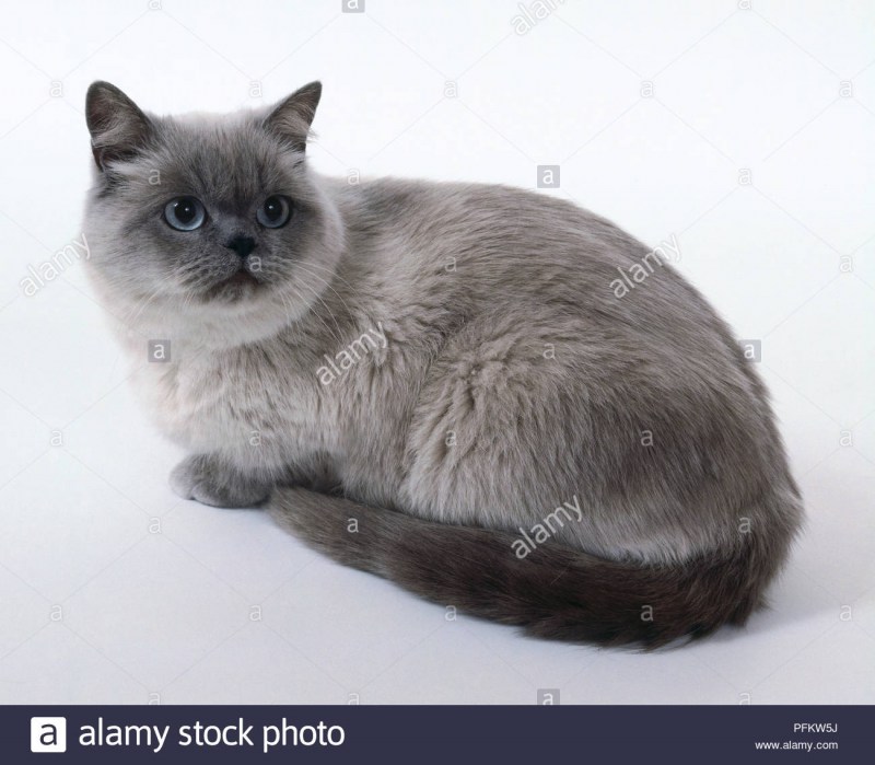 Пойнтовый окрас кошки