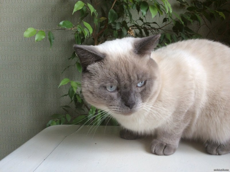 Колор Пойнт короткошерстный