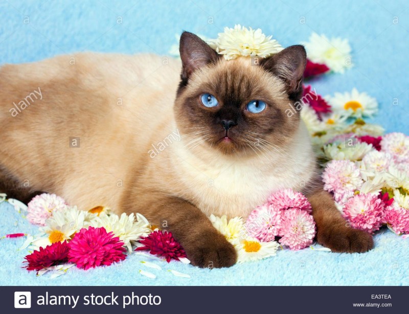 Гималайская кошка короткошерстная