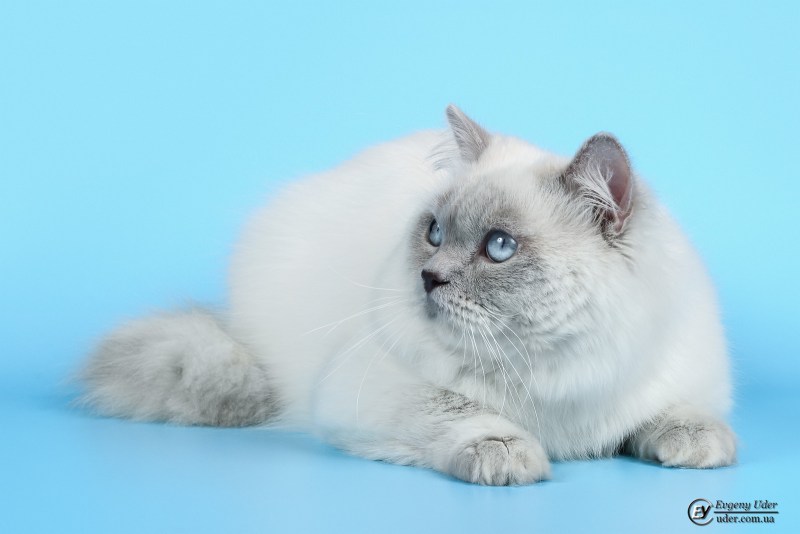 Сиамская кошка колор Пойнт