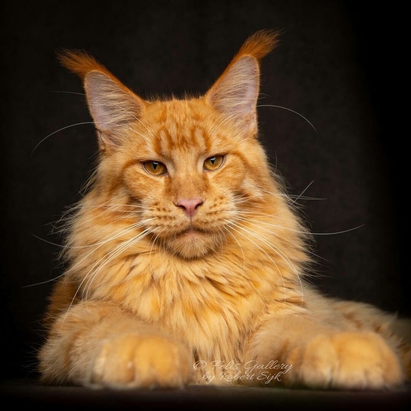 Курдюк у Мейн куна кота