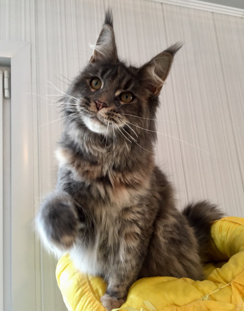 Кот Мейн кун