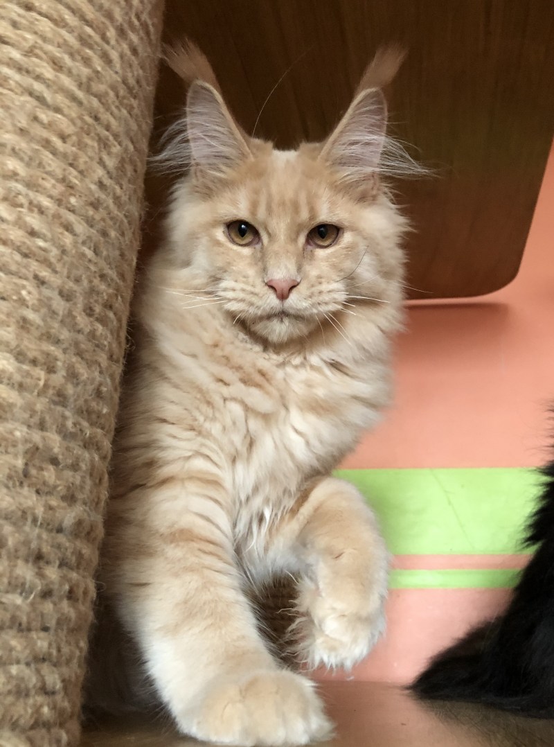 Мейн кун котенок 5 лет