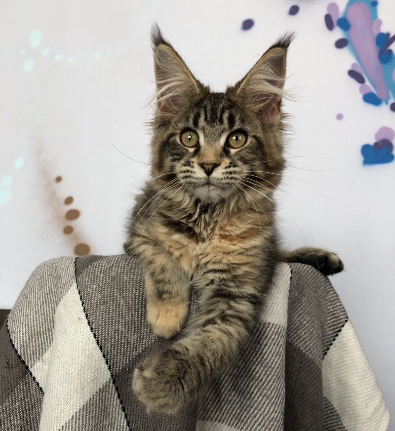 Котята Мейн кун