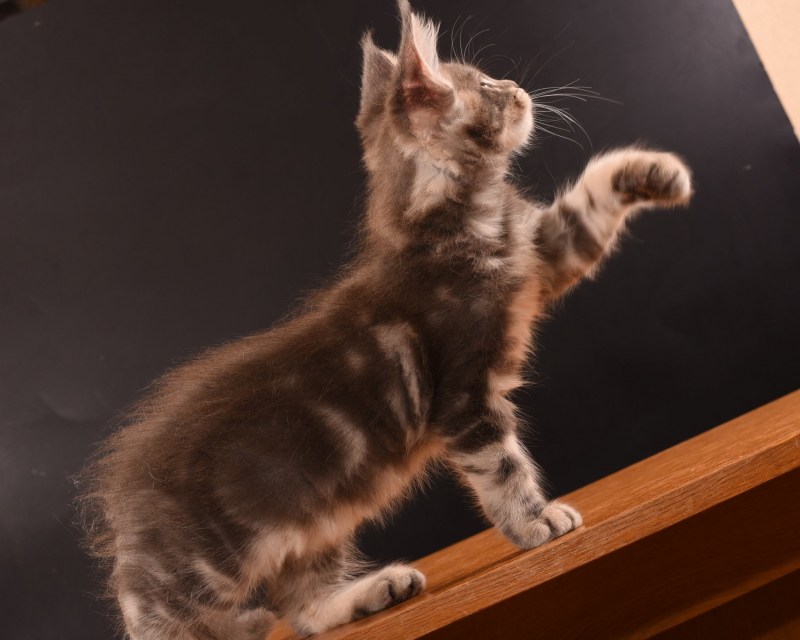 Котята Мейн кун
