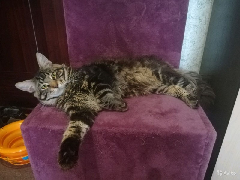 Котята Мейн кун