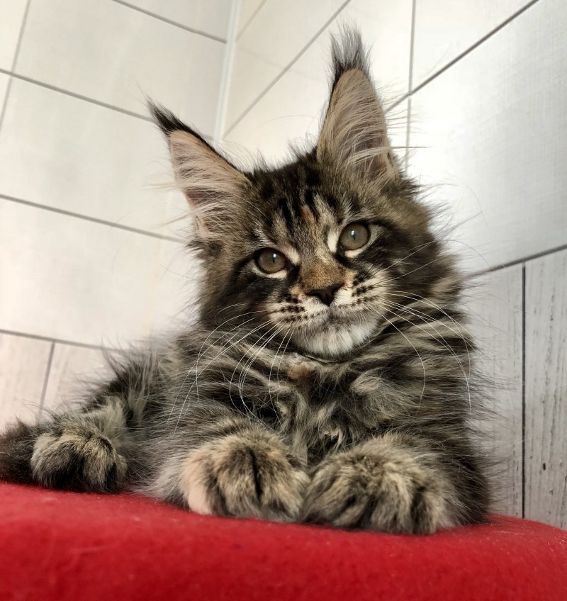 Кошка Саванна и Мейн кун