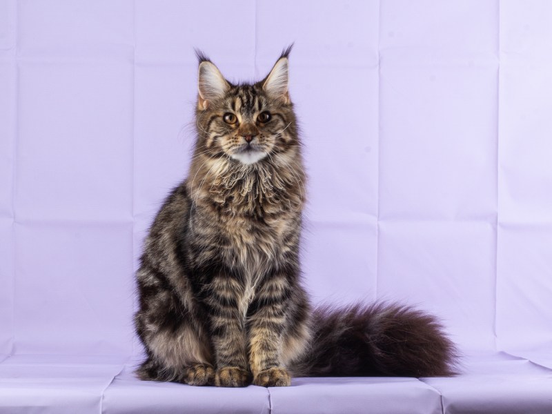 Котенок Мейн кун белый в 2 месяца