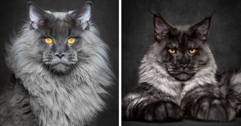 Царь котов Мейн кун