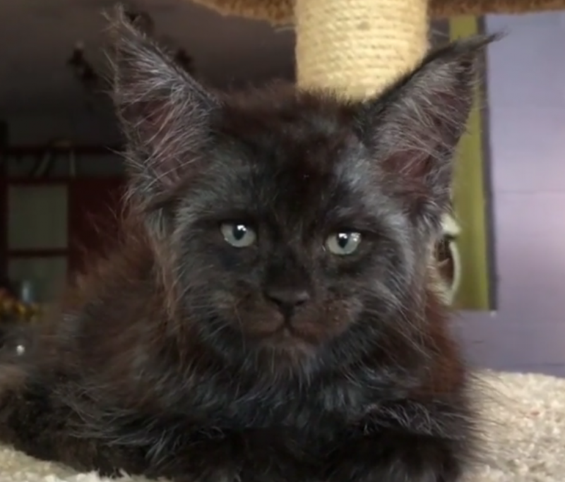 Котенок Мейн кун Валькирия