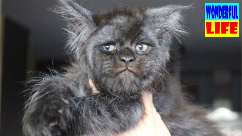 Черный кот с человеческим лицом