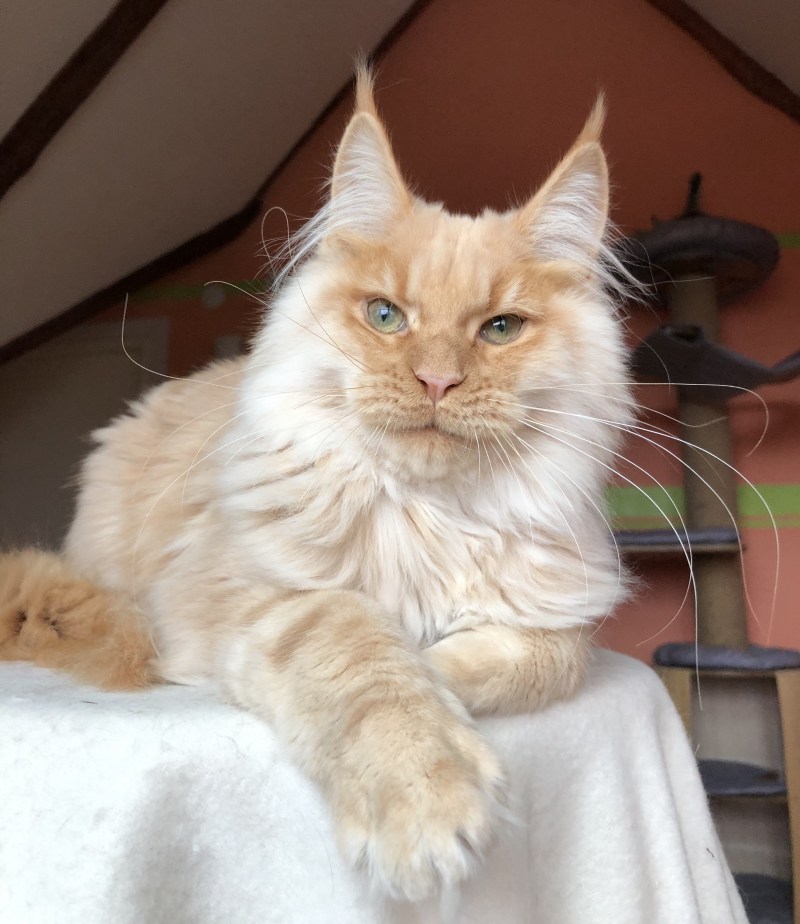Кот с человеческим лицом Череповец