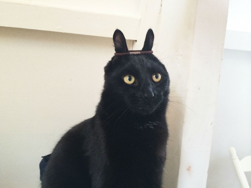 Смешные черные коты