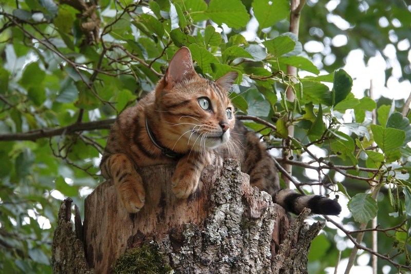 Кошка на природе