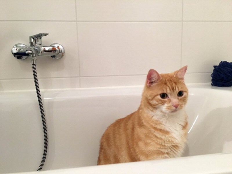 Котик в ванной