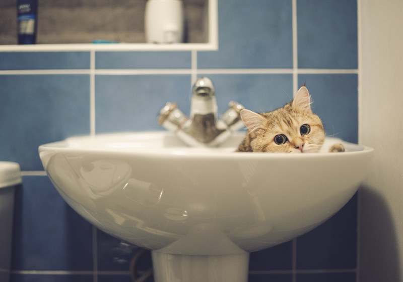 Коты в ванне
