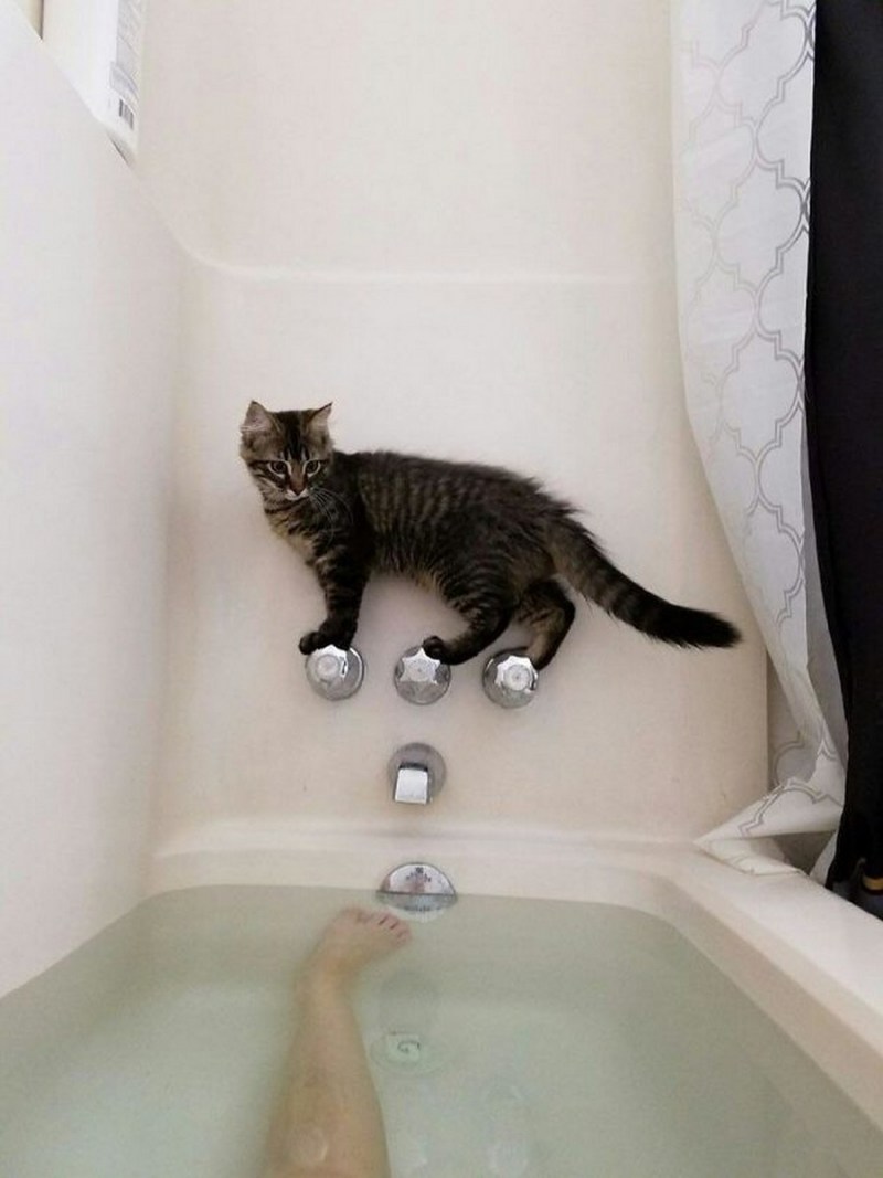 Кот в пенной ванне