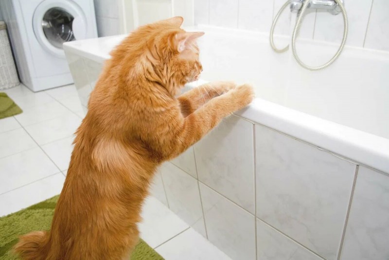 Кошка моется