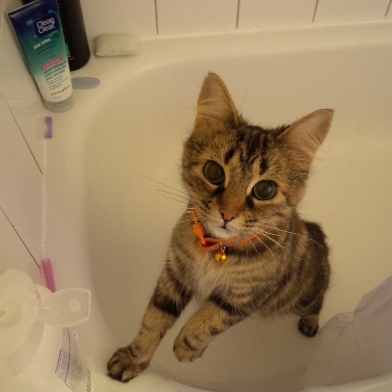 Котик в ванной