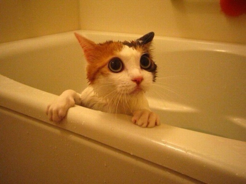 Котик в ванной