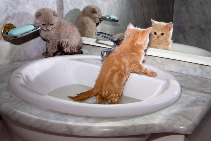 Купание кота в ванной