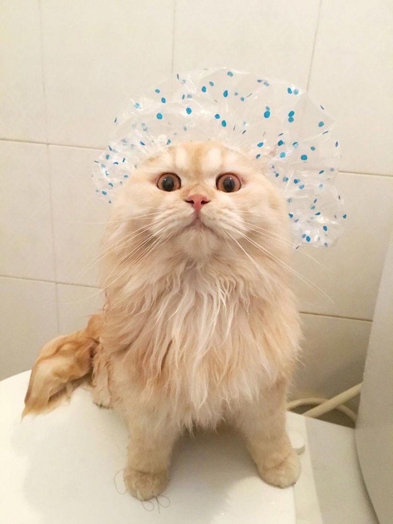 Котик в шапочке для душа
