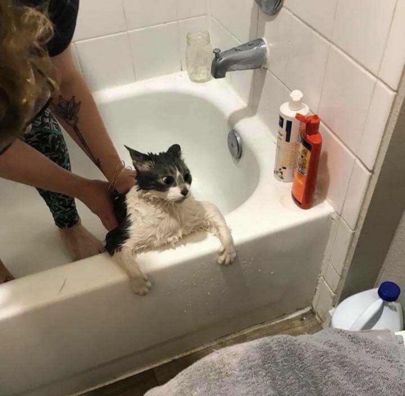 Котик в ванной