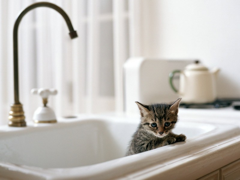 Котик в ванной